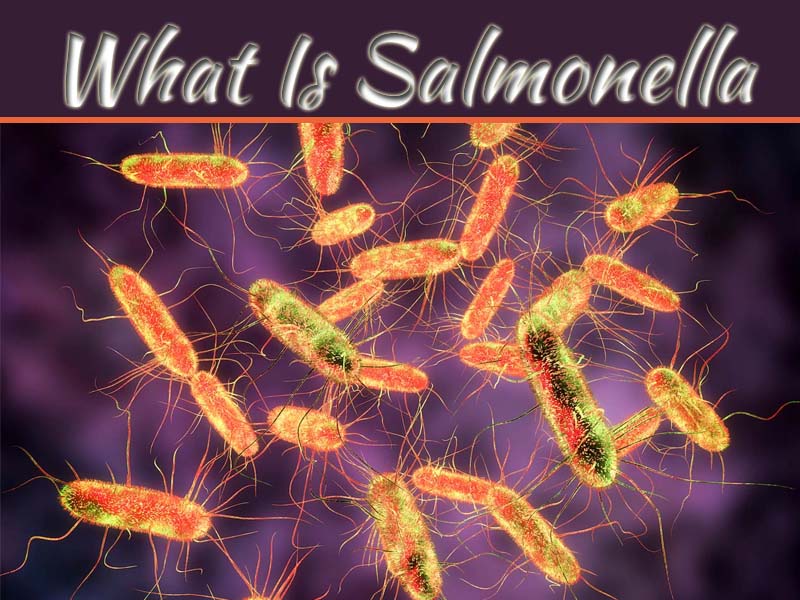 What Is Salmonella – Causes And Symptoms